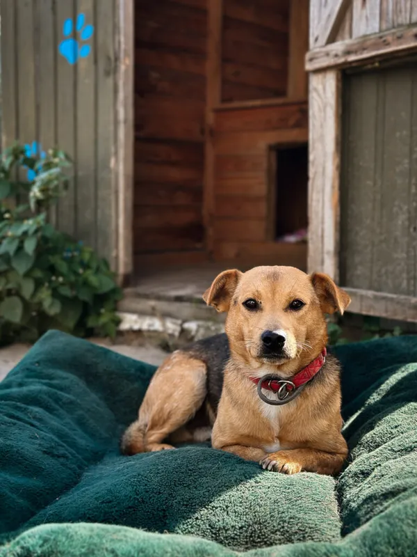 Pies do adopcji, Korabiewice, 28 lipca 2025 (4/5)