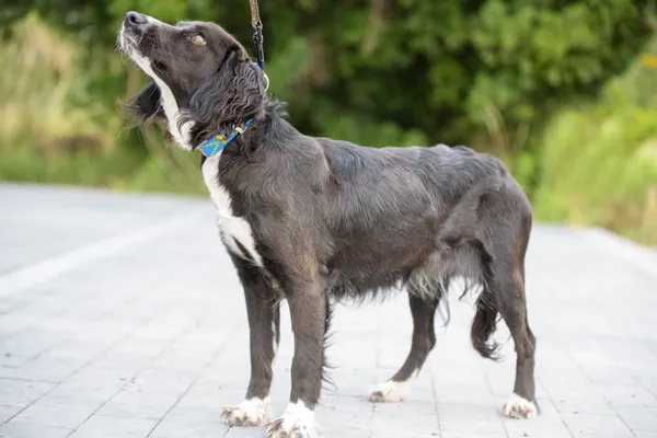 Pies do adopcji, Nowodwór, 26 sierpnia 2025 (1/5)