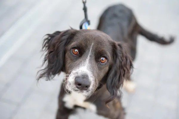 Pies do adopcji, Nowodwór, 26 sierpnia 2025 (2/5)