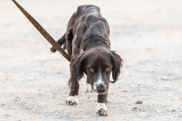 Pies do adopcji, Nowodwór, 26 sierpnia 2025 (3/5)