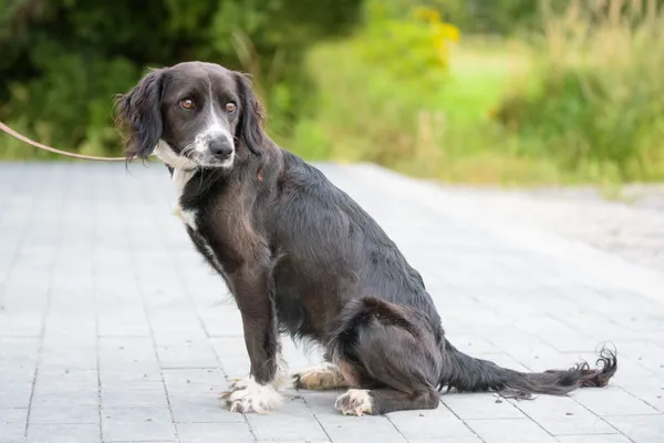 Pies do adopcji, Nowodwór, 26 sierpnia 2025 (5/5)