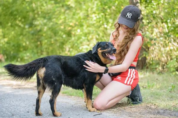 Pies do adopcji, Nowodwór, 26 sierpnia 2025 (2/5)