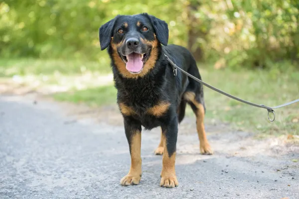 Pies do adopcji, Nowodwór, 26 sierpnia 2025 (3/5)