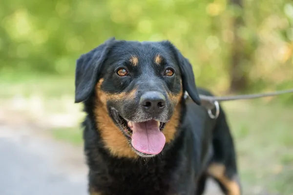 Pies do adopcji, Nowodwór, 26 sierpnia 2025 (4/5)