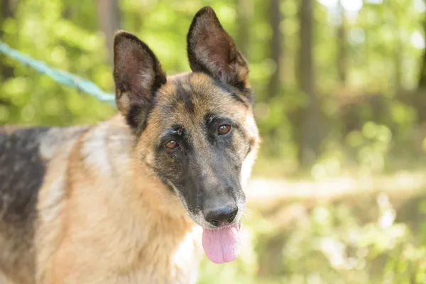 Pies do adopcji, Nowodwór, 26 sierpnia 2025 (1/5)