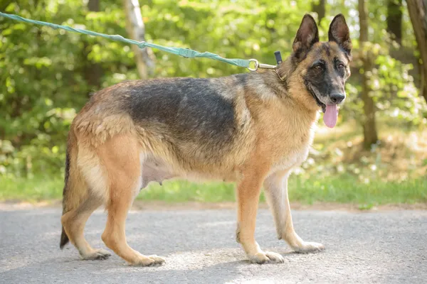 Pies do adopcji, Nowodwór, 26 sierpnia 2025 (2/5)