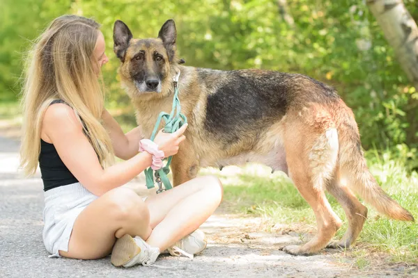 Pies do adopcji, Nowodwór, 26 sierpnia 2025 (3/5)