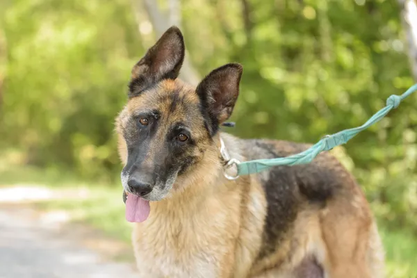 Pies do adopcji, Nowodwór, 26 sierpnia 2025 (4/5)