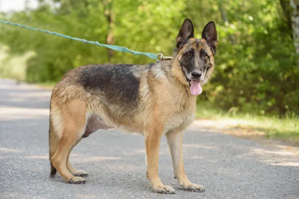 Pies do adopcji, Nowodwór, 26 sierpnia 2025 (5/5)