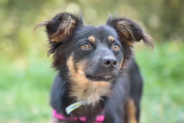 Pies do adopcji, Nowodwór, 26 sierpnia 2025 (1/5)