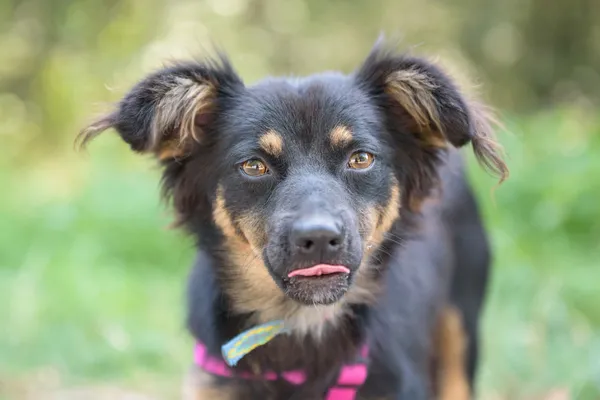 Pies do adopcji, Nowodwór, 26 sierpnia 2025 (2/5)