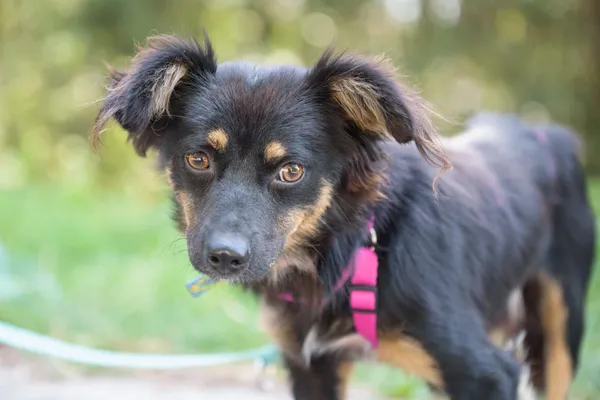 Pies do adopcji, Nowodwór, 26 sierpnia 2025 (3/5)