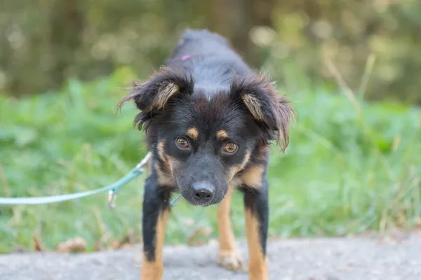 Pies do adopcji, Nowodwór, 26 sierpnia 2025 (4/5)