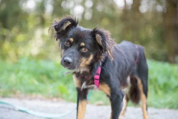 Pies do adopcji, Nowodwór, 26 sierpnia 2025 (5/5)