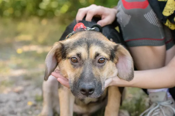 Pies do adopcji, Nowodwór, 26 sierpnia 2025 (1/5)