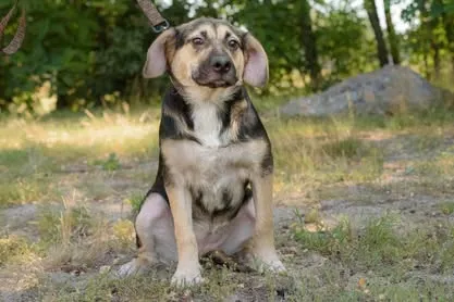 Pies do adopcji, Nowodwór, 26 sierpnia 2025 (4/5)