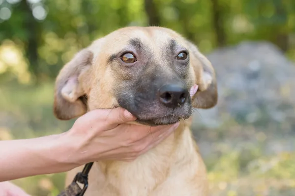 Pies do adopcji, Nowodwór, 26 sierpnia 2025 (1/5)