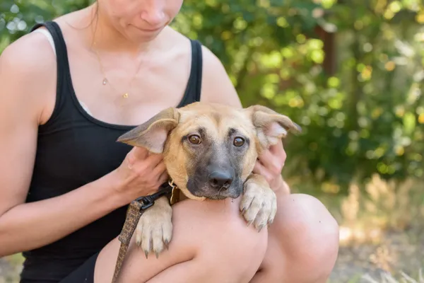 Pies do adopcji, Nowodwór, 26 sierpnia 2025 (4/5)