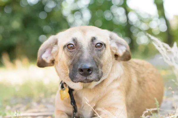 Pies do adopcji, Nowodwór, 26 sierpnia 2025 (5/5)