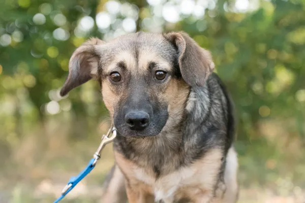 Pies do adopcji, Nowodwór, 26 sierpnia 2025 (1/5)