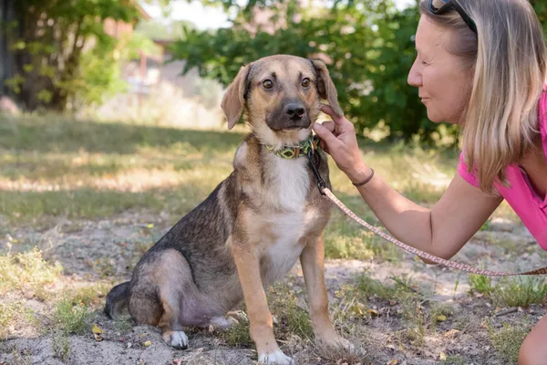 Pies do adopcji, Nowodwór, 26 sierpnia 2025 (4/5)