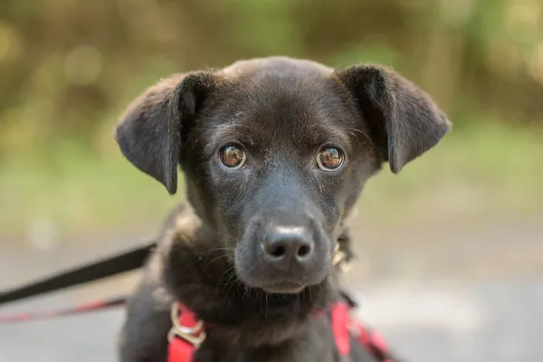 Pies do adopcji, Nowodwór, 26 sierpnia 2025 (1/5)