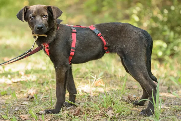 Pies do adopcji, Nowodwór, 26 sierpnia 2025 (2/5)