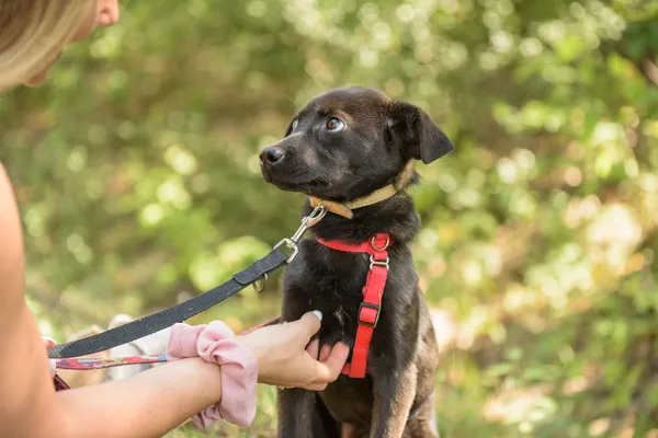 Pies do adopcji, Nowodwór, 26 sierpnia 2025 (3/5)