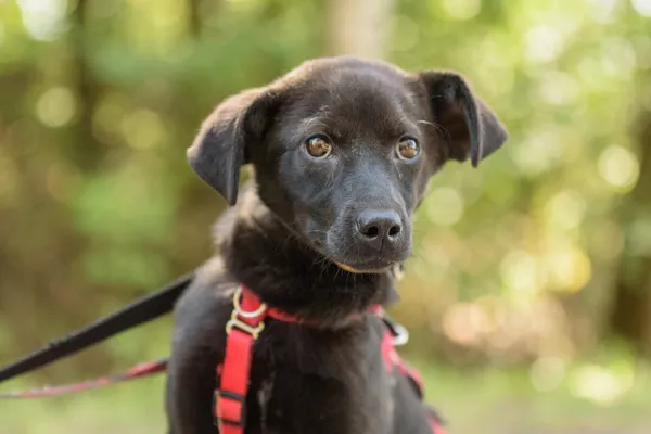 Pies do adopcji, Nowodwór, 26 sierpnia 2025 (4/5)