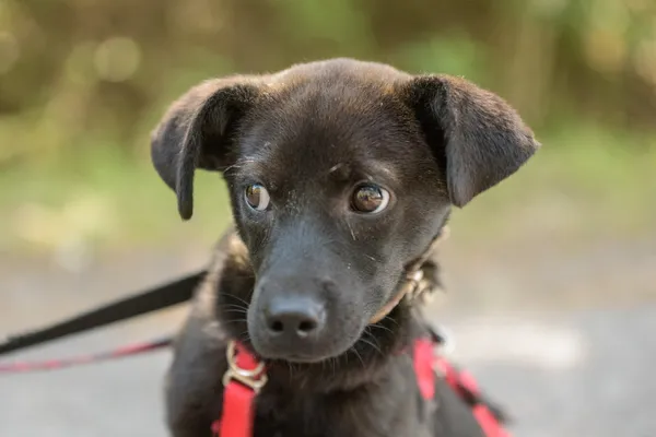 Pies do adopcji, Nowodwór, 26 sierpnia 2025 (5/5)