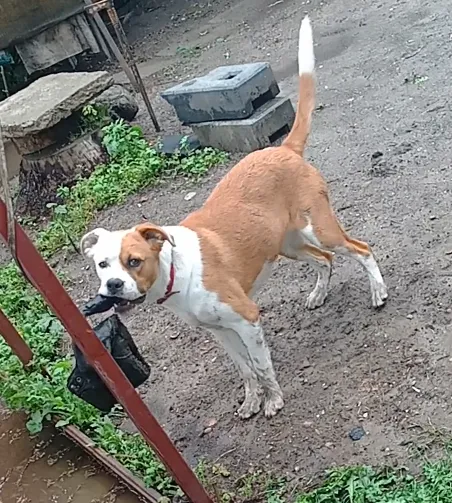 Zaginął pies, Skrzyszów, 27 sierpnia 2025 (1/3)