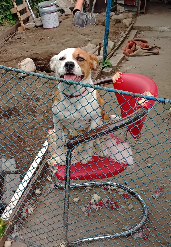 Zaginął pies, Skrzyszów, 27 sierpnia 2025 (2/3)