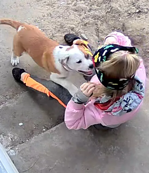 Zaginął pies, Skrzyszów, 27 sierpnia 2025 (3/3)