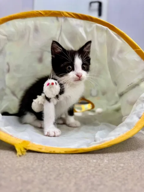 Kot do adopcji, Piła, 2 sierpnia 2025 (1/3)