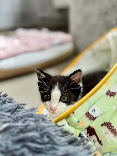 Kot do adopcji, Piła, 2 sierpnia 2025 (3/3)