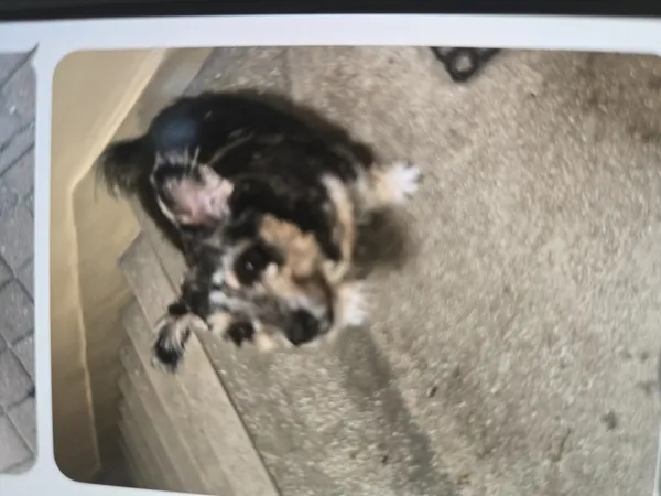 Zaginął pies, Łódź, 27 sierpnia 2025