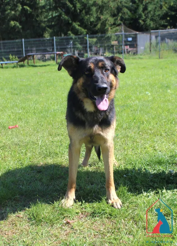 Pies do adopcji, Grudziądz, 11 sierpnia 2025