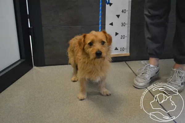 Znaleziono psa, Chełmek, 26 sierpnia 2025