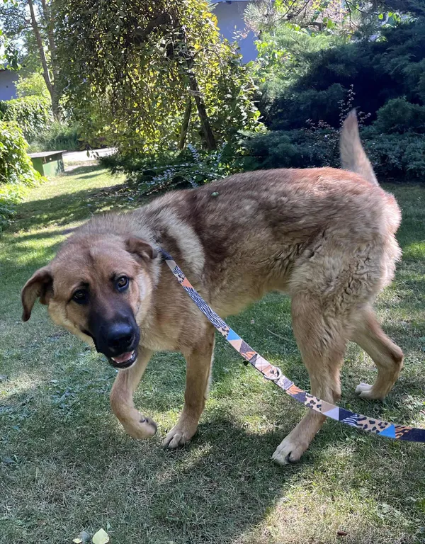 Pies do adopcji, Włocławek, 26 sierpnia 2025 (1/5)