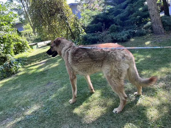 Pies do adopcji, Włocławek, 26 sierpnia 2025 (2/5)