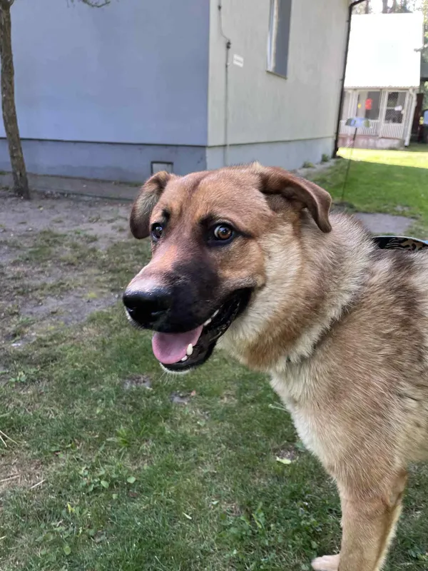 Pies do adopcji, Włocławek, 26 sierpnia 2025 (3/5)