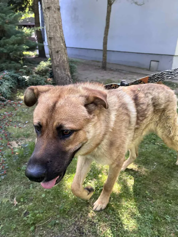 Pies do adopcji, Włocławek, 26 sierpnia 2025 (4/5)