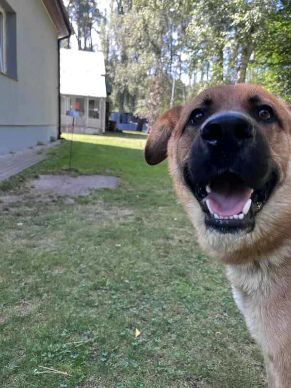 Pies do adopcji, Włocławek, 26 sierpnia 2025 (5/5)