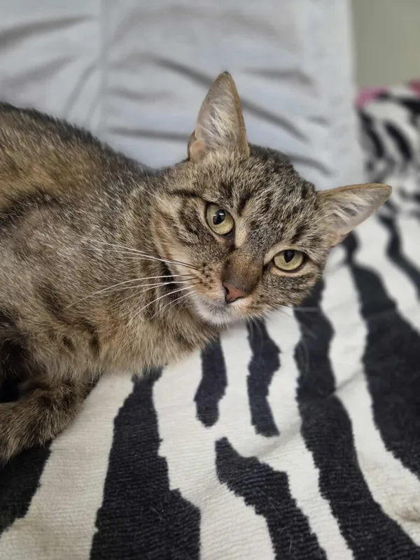 Kot do adopcji, Jelenia Góra, 13 lipca 2025 (1/3)