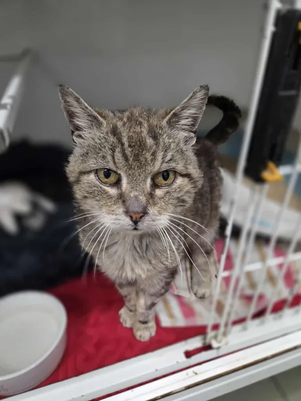 Kot do adopcji, Jelenia Góra, 31 lipca 2025 (1/4)