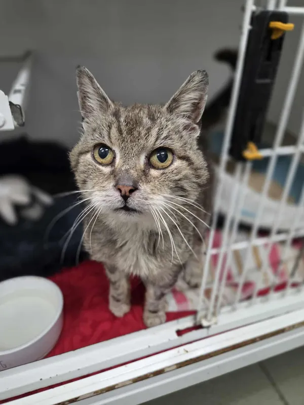 Kot do adopcji, Jelenia Góra, 31 lipca 2025 (2/4)