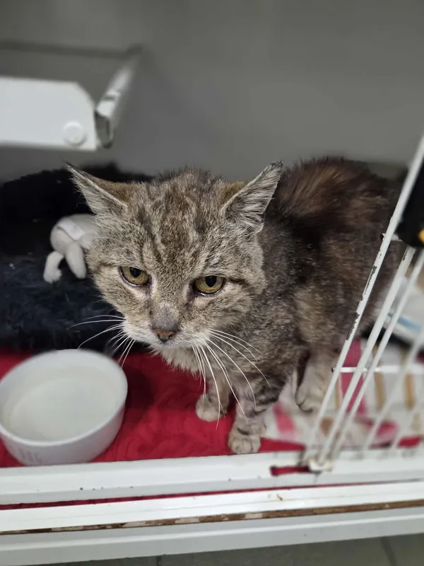 Kot do adopcji, Jelenia Góra, 31 lipca 2025 (3/4)