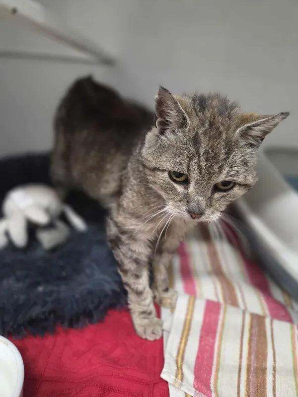 Kot do adopcji, Jelenia Góra, 31 lipca 2025 (4/4)