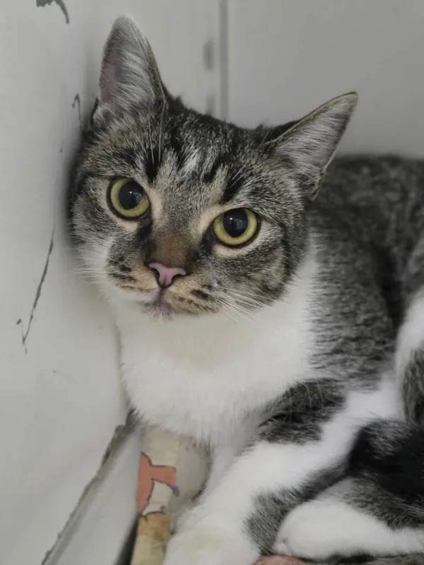 Kot do adopcji, Jelenia Góra, 25 sierpnia 2025 (1/5)