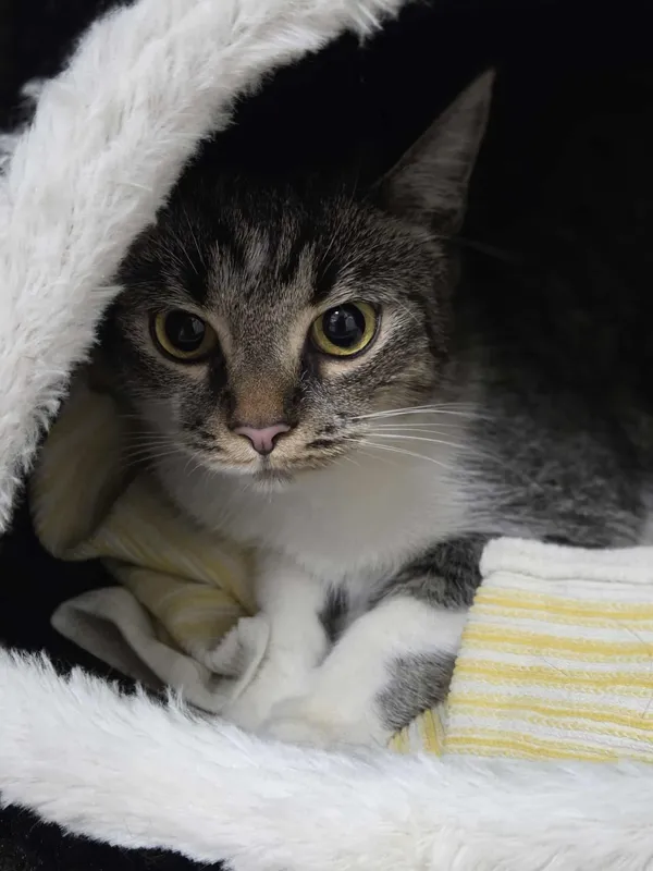 Kot do adopcji, Jelenia Góra, 25 sierpnia 2025 (2/5)